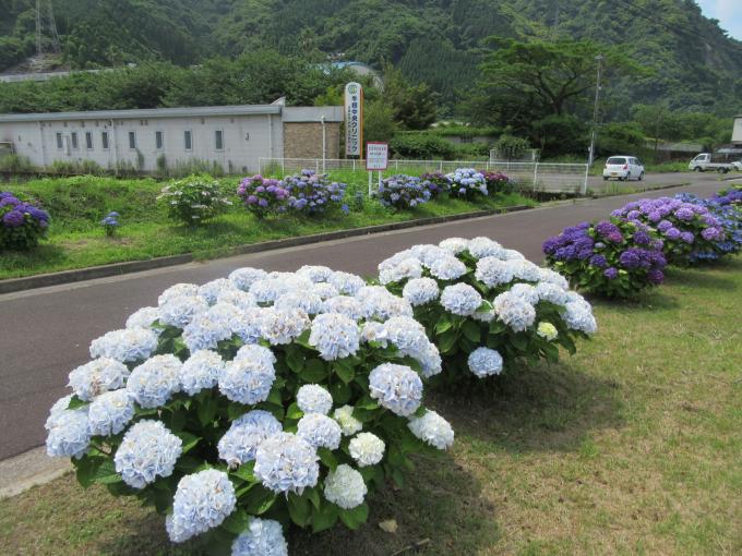 令和4年あじさい1