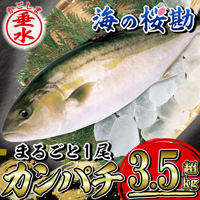 海産物8