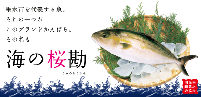 垂水市を代表する魚。それの一つがこのブランドかんぱち。その名も海の桜勘